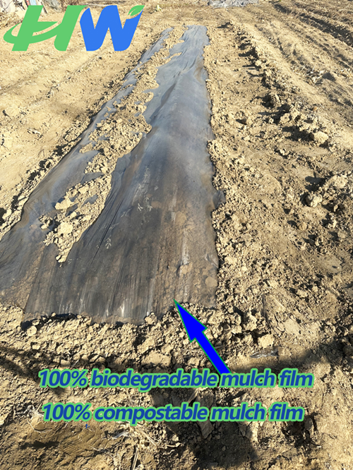 The Differences Between Biodegradable Mulch Film And Non-biodegradable Mulch Film